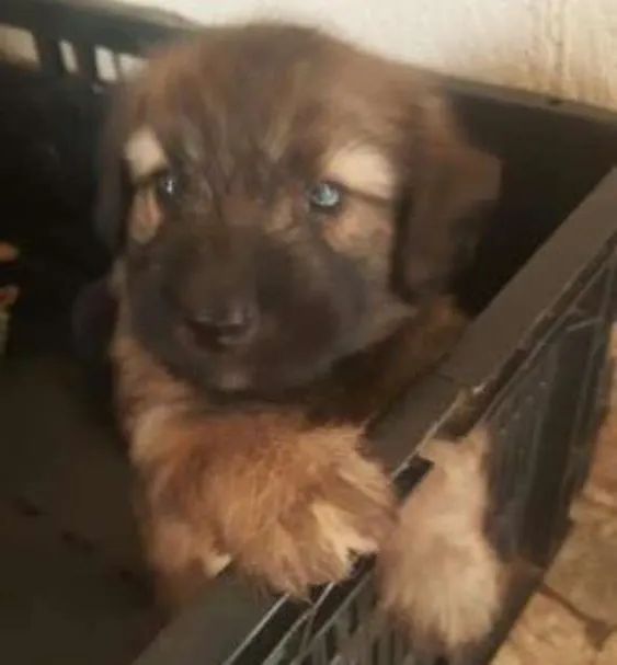 Cachorro ra a  idade Abaixo de 2 meses nome bidu