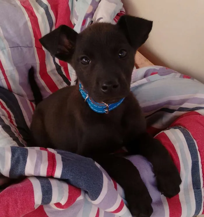 Cachorro ra a  idade 2 a 6 meses nome Duque