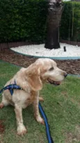 Pumba
