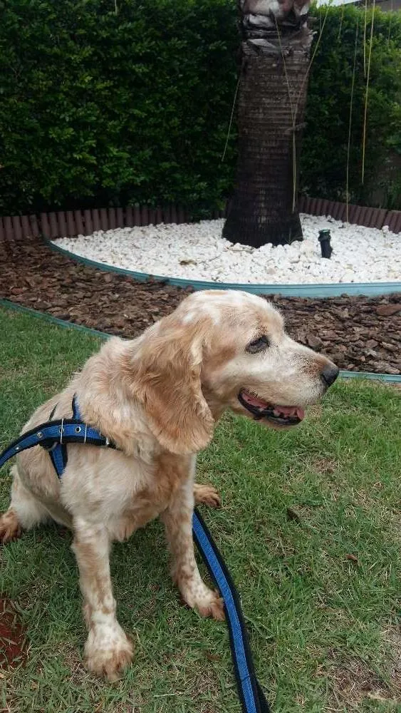 Cachorro ra a Cocker spaniel idade 6 ou mais anos nome Pumba