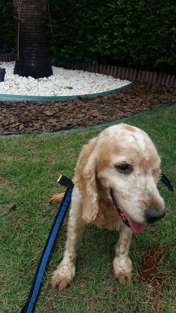 Cachorro ra a Cocker spaniel idade 6 ou mais anos nome Pumba