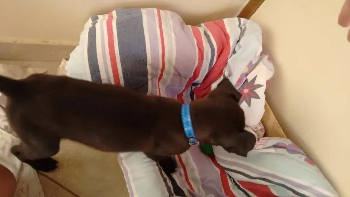 Cachorro ra a  idade 2 a 6 meses nome Duque