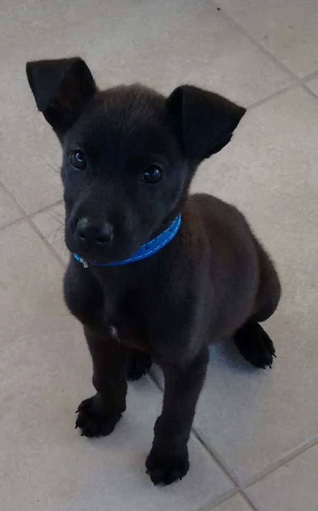 Cachorro ra a  idade 2 a 6 meses nome Duque