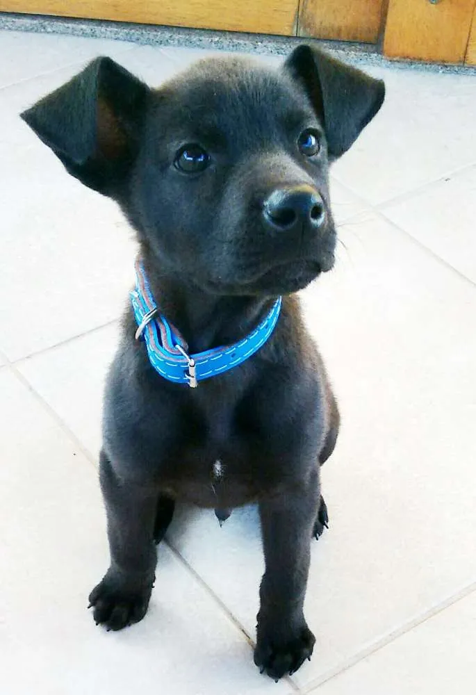Cachorro ra a  idade 2 a 6 meses nome Duque