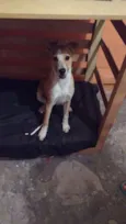 Toby