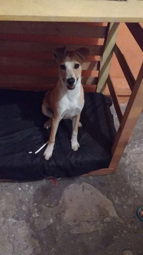 Cachorro ra a Labrador misturado com vira lata idade 2 a 6 meses nome Toby