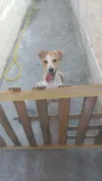 Toby