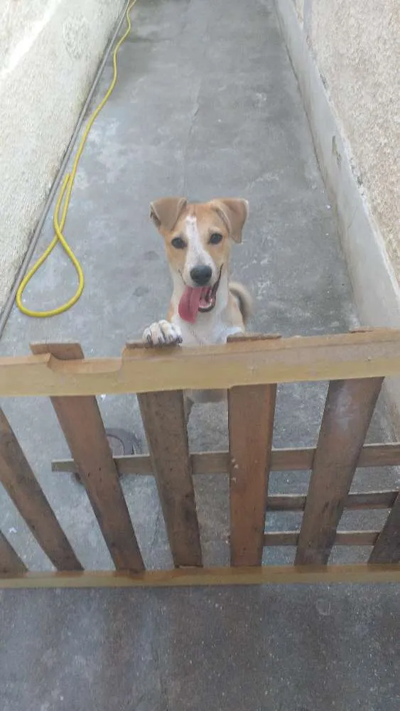 Cachorro ra a Labrador misturado com vira lata idade 2 a 6 meses nome Toby