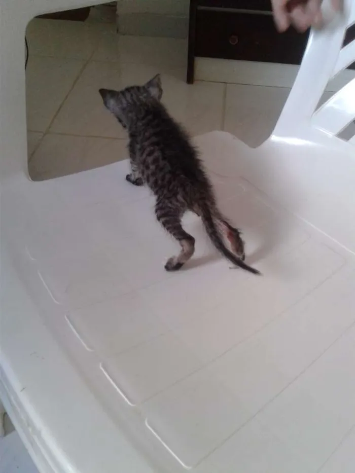 Gato ra a Sem raça definida idade Abaixo de 2 meses nome Temer