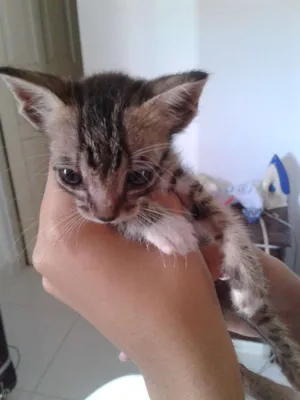 Gato raça Sem raça definida idade Abaixo de 2 meses nome Temer