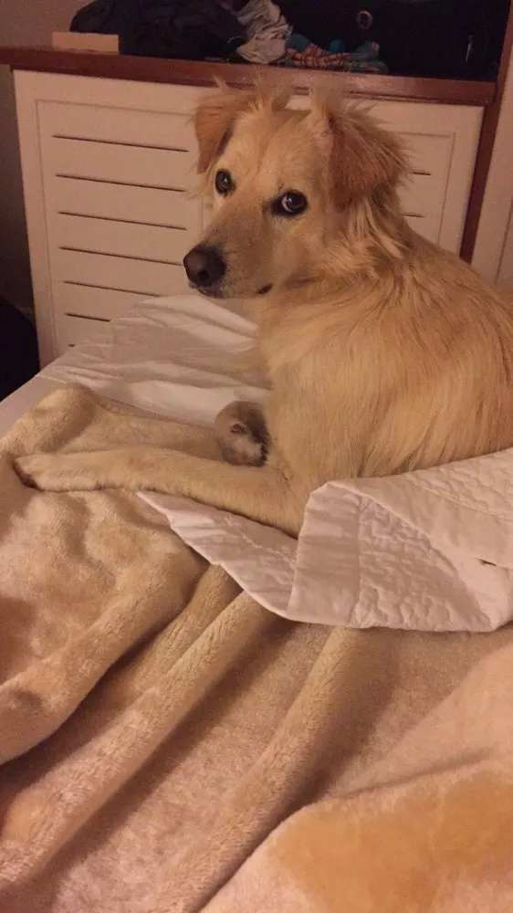Cachorro ra a Vira Lata idade 1 ano nome Teco