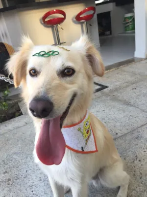 Cachorro raça Vira Lata idade 1 ano nome Teco