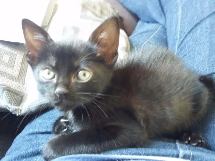 Gato ra a  idade Abaixo de 2 meses nome Felicia