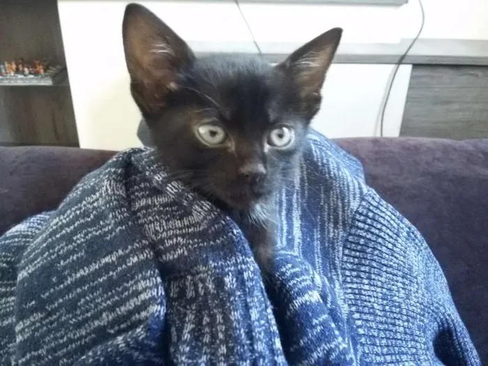 Gato ra a  idade Abaixo de 2 meses nome Felicia