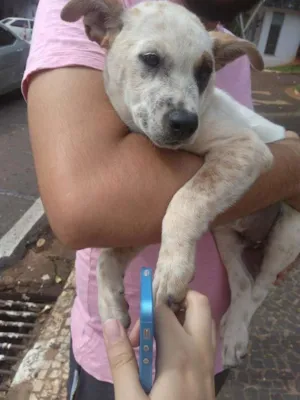 Cachorro raça SRD idade 2 a 6 meses nome Red