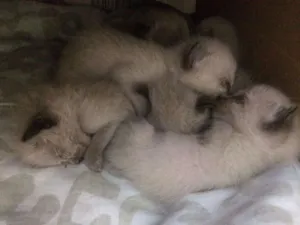 Gato raça sem raça idade Abaixo de 2 meses nome Sem nome