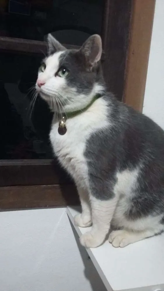 Gato ra a Indefinida  idade 2 anos nome FRED