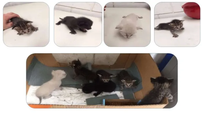 Gato ra a Vira lata idade Abaixo de 2 meses nome Filhotes