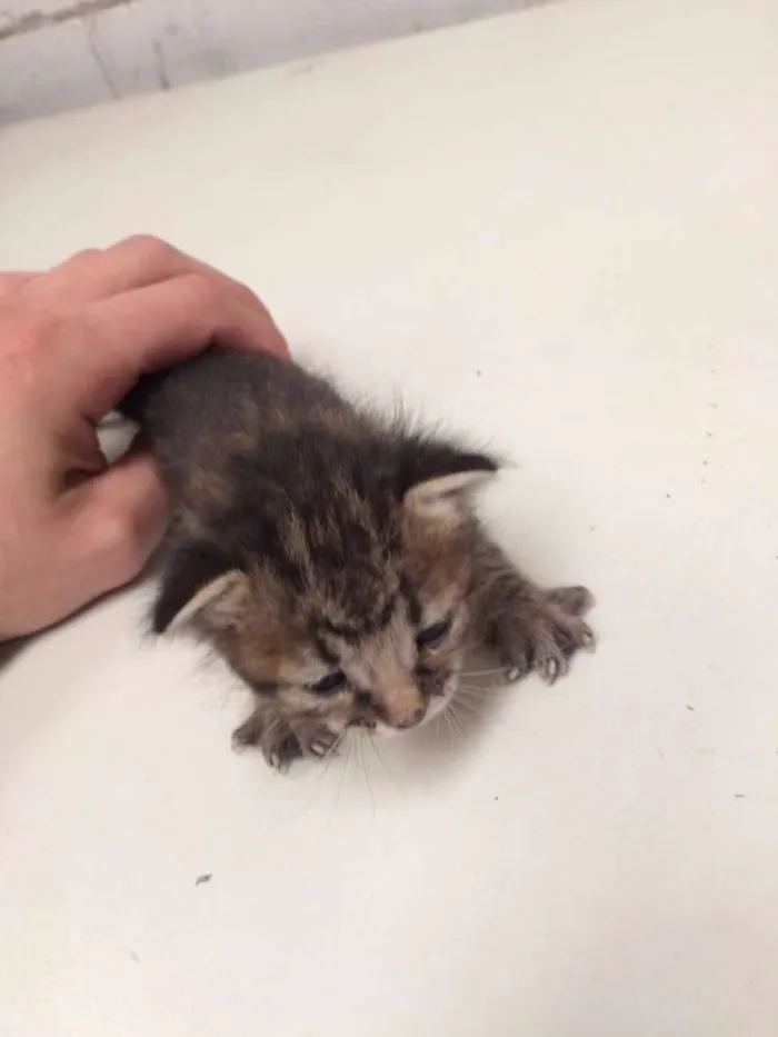Gato ra a Vira lata idade Abaixo de 2 meses nome Filhotes