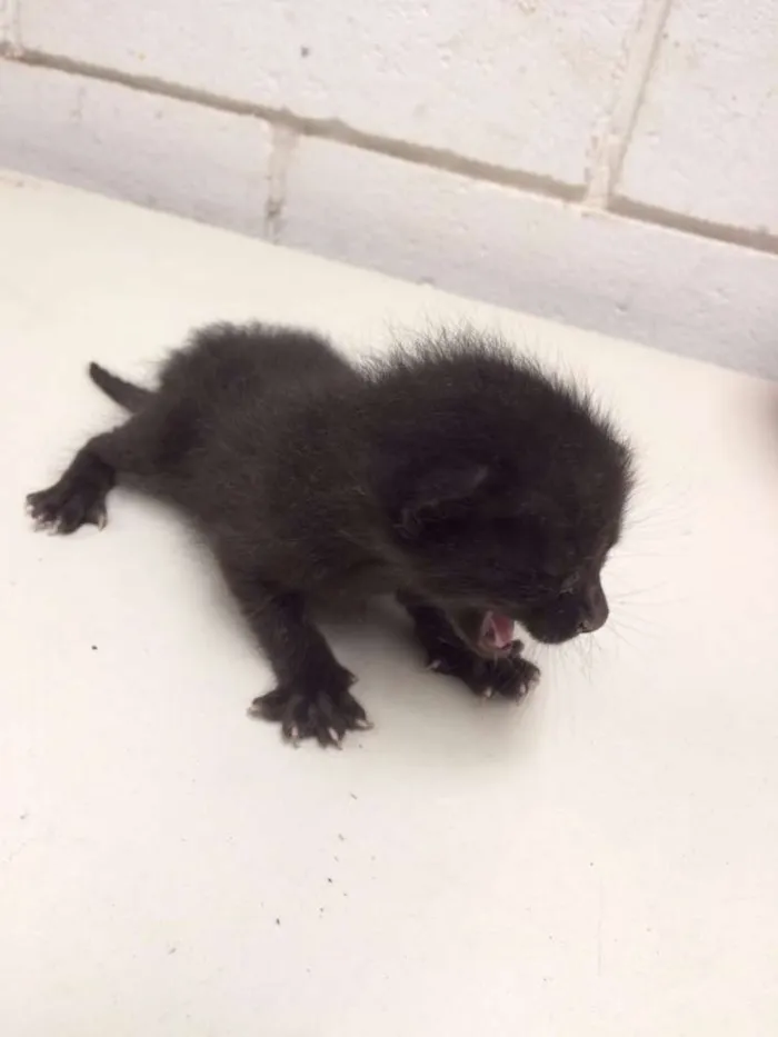 Gato ra a Vira lata idade Abaixo de 2 meses nome Filhotes