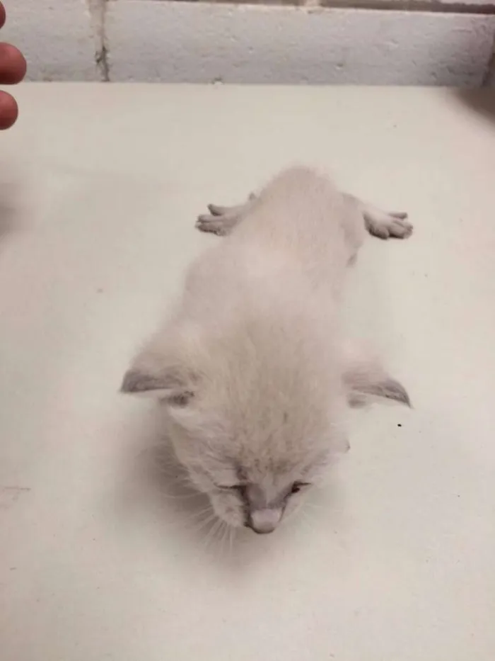 Gato ra a Vira lata idade Abaixo de 2 meses nome Filhotes