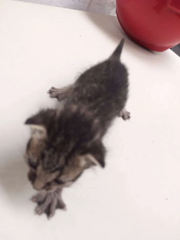 Gato ra a Vira lata idade Abaixo de 2 meses nome Filhotes