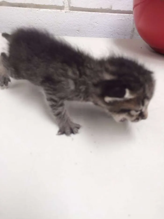 Gato ra a Vira lata idade Abaixo de 2 meses nome Filhotes
