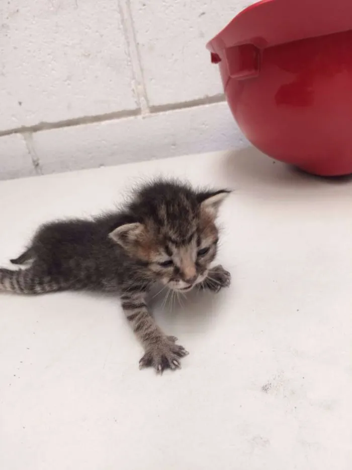 Gato ra a Vira lata idade Abaixo de 2 meses nome Filhotes