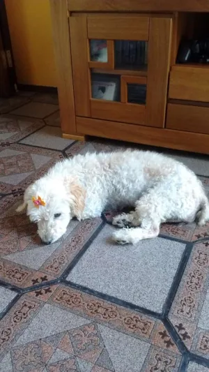 Cachorro raça  idade  nome Lola