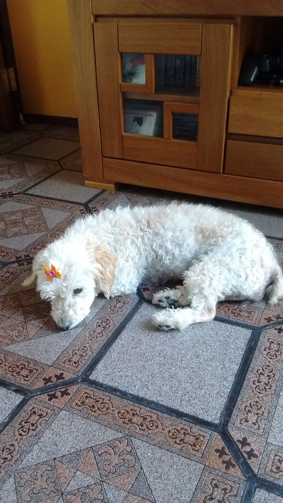 Cachorro ra a  idade  nome Lola