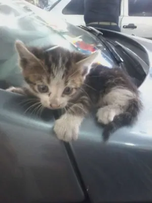 Gato raça Viralata idade Abaixo de 2 meses nome 123456