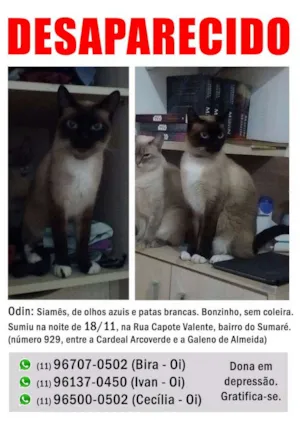 Gato raça Siamês idade 2 anos nome Odin GRATIFICA