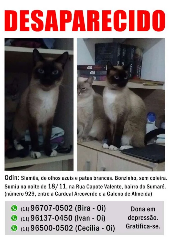 Gato ra a Siamês idade 2 anos nome Odin GRATIFICA