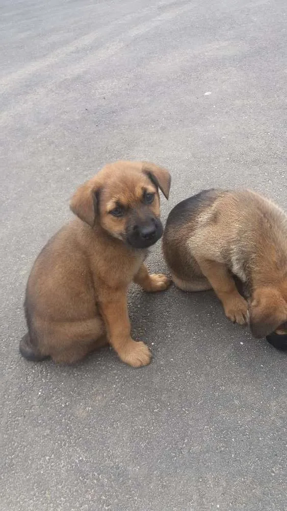 Cachorro ra a SRD idade 2 a 6 meses nome filhotes