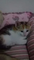 Amora