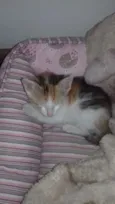 Amora