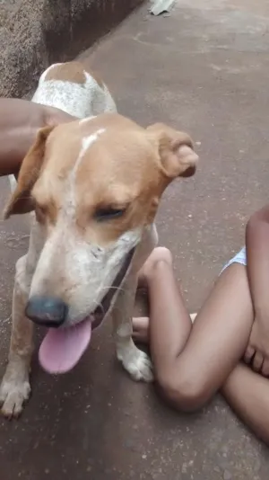 Cachorro raça Vira-lata idade 7 a 11 meses nome Sheikinho
