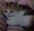 Amora