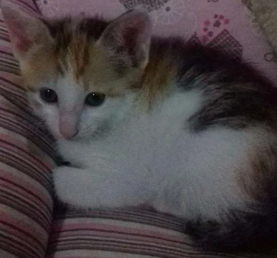 Gato ra a  idade 2 a 6 meses nome Amora