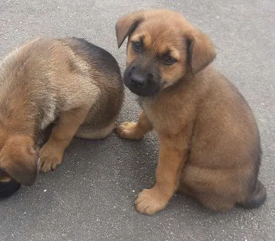 Cachorro ra a SRD idade 2 a 6 meses nome filhotes