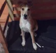 Toby