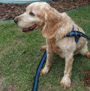Cachorro raça Cocker spaniel idade 6 ou mais anos nome Pumba