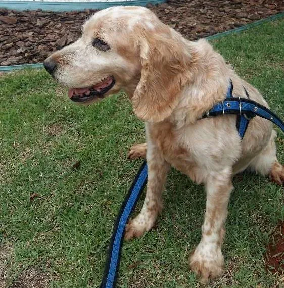 Cachorro ra a Cocker spaniel idade 6 ou mais anos nome Pumba