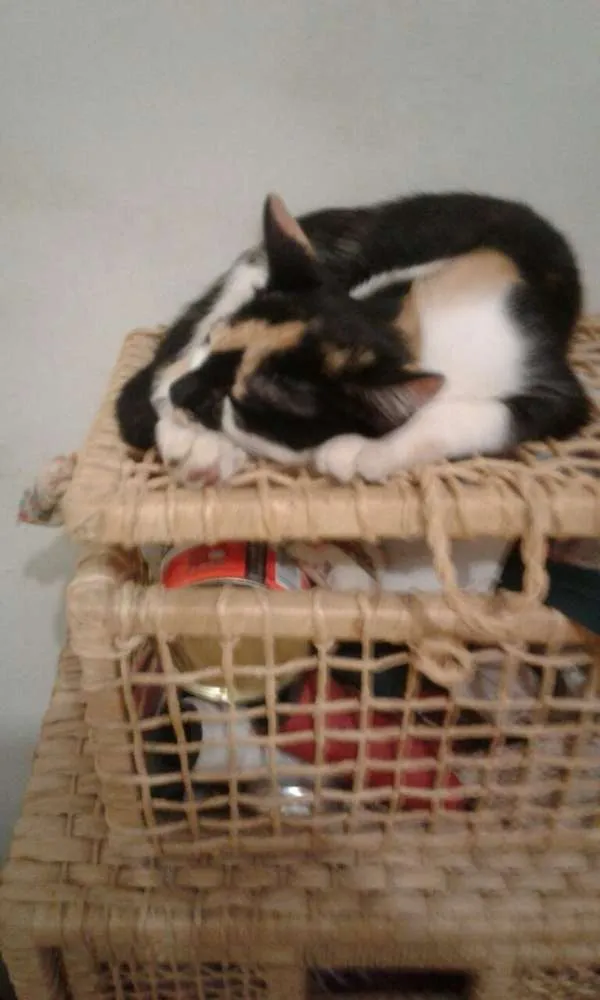 Gato ra a SRD idade 2 a 6 meses nome Lela e Lola