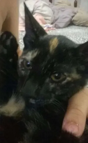 Gato raça SRD idade 2 a 6 meses nome Lela e Lola