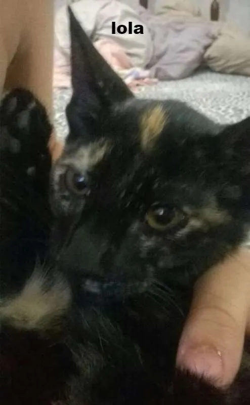 Gato ra a SRD idade 2 a 6 meses nome Lela e Lola