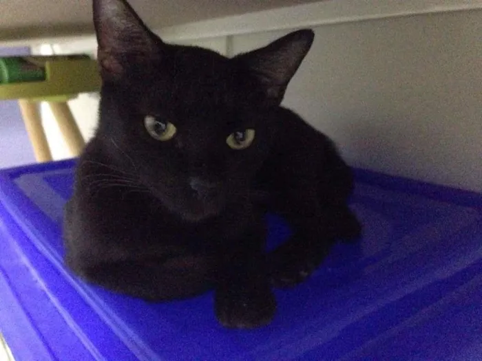 Gato ra a SRD idade 1 ano nome Dara