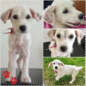 Cachorro raça Vira lata idade 2 a 6 meses nome Tapioca