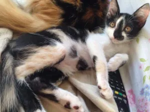 Gato raça SRD idade 2 a 6 meses nome Dory
