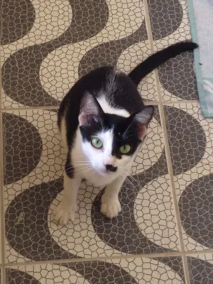 Gato raça SRD idade 7 a 11 meses nome Anastacia